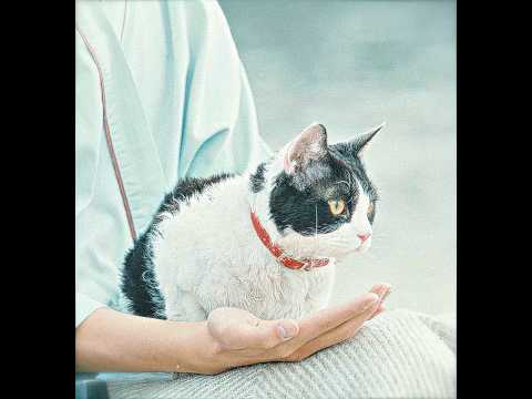 😿😭“She would rather become a stray cat again just to see him” #movie #video #shorts