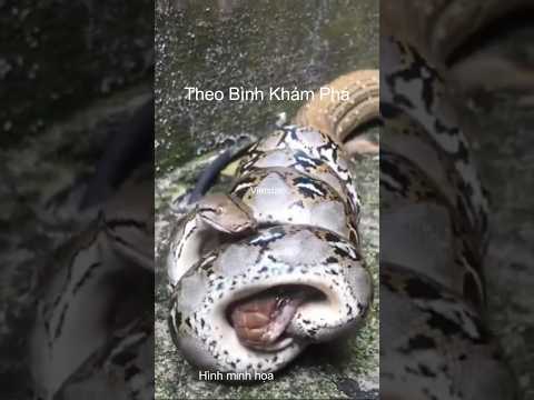 Rắn hổ chúa đối đầu với trăn và cái kết #shortvideo #snake #dongvat #animals #wildlife #shortsvideo