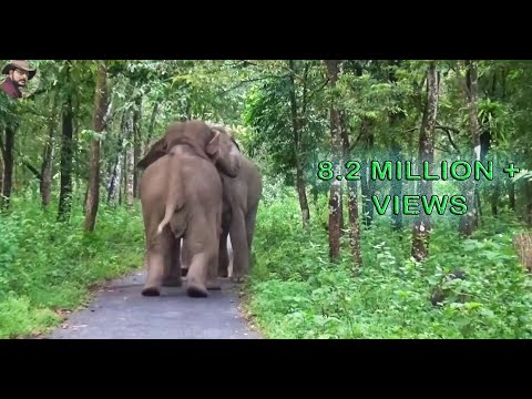 Two #Tusker# #Elephants# Fight & Play.