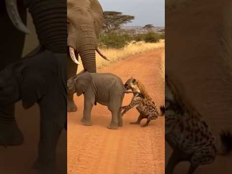 어미 코끼리의 분노! #모성애 Mother Elephant's Fury! #Motherhood