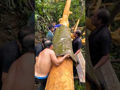 Cassia Cinnamon Harvest ๐ฑ