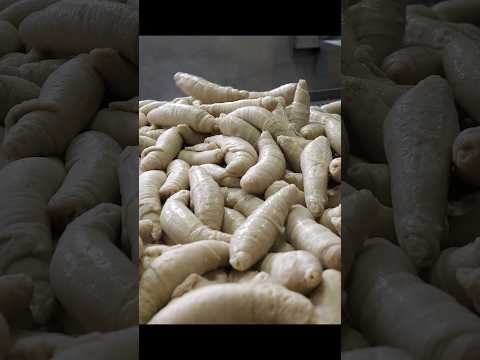 Seitan (Wheat Gluten) Mass Production / Food Factory #Shorts