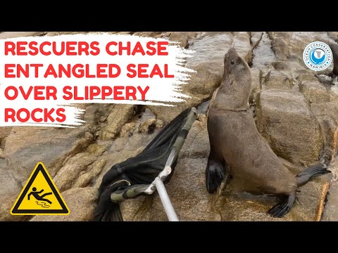 Rescuers Chase Entangled Seal Over Slippery Rocks