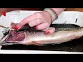 Fish Dissection and Gill Anatomy
