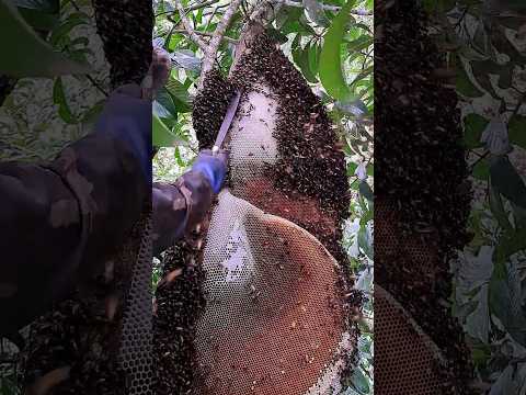 Giant HONEY BEE nest | Tropical Forest Bees