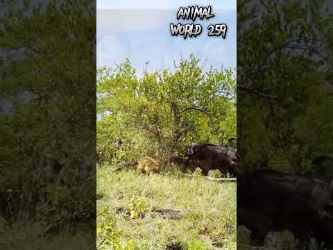 When the plan fails, the lion ? falls prey to the feral buffalo? #Animal_World