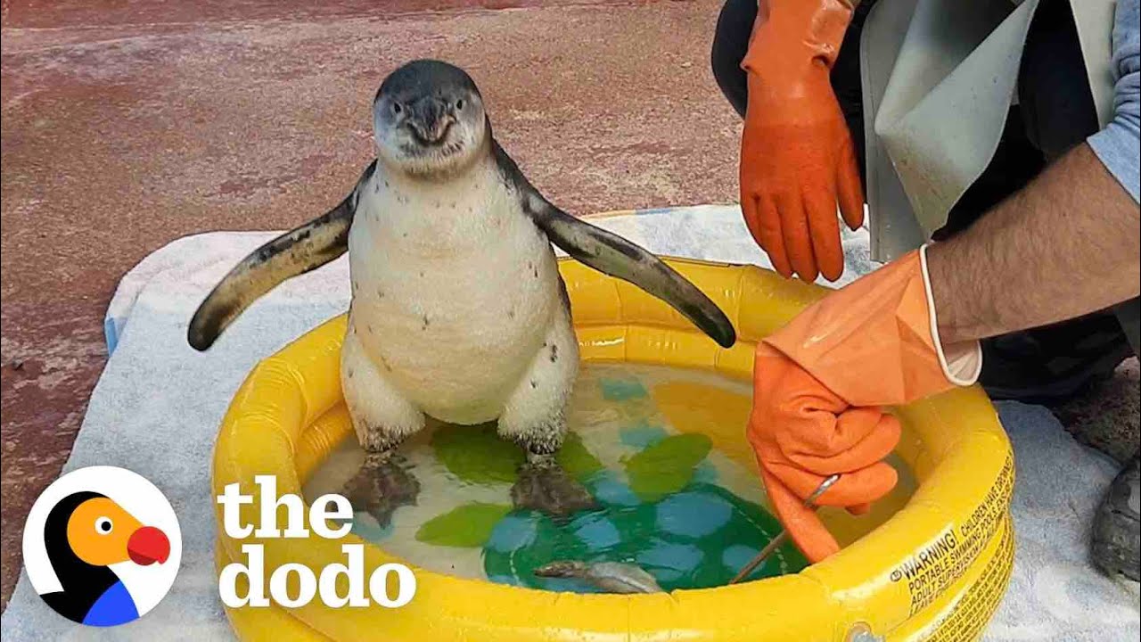 Watch This Guy Help A Baby Penguin Overcome Her Fear Of Water Saving The Wild