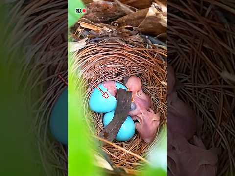 bad worm in the nest. #birds