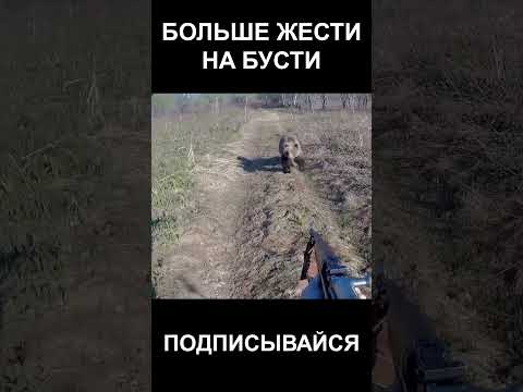 Встреча с медведем на камчатке #ytshorts #новости #youtubeshorts #цитаты #интересное #здоровье