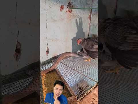 Gà mẹ tấn công vào chỗ hiểm của rắn để bảo vệ đàn con #snake
