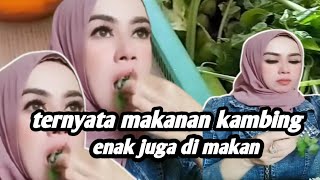 TERNYATA MAKANAN KAMBING ENAK DI MAKAN ‼️