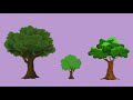 Understanding Trees