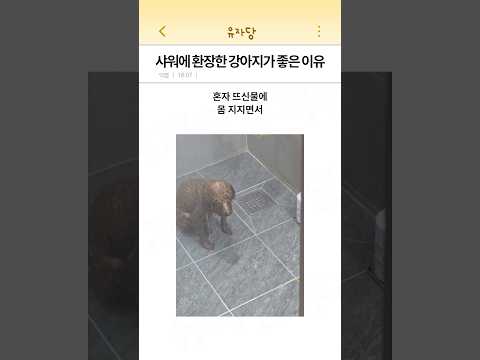 샤워에 환장한 강아지가 좋은 이유