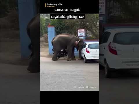 யானை வரும் வழியில் நின்ற Car/Elephant Attack #shortsfeed #elephant #elephantattack #elephantchase