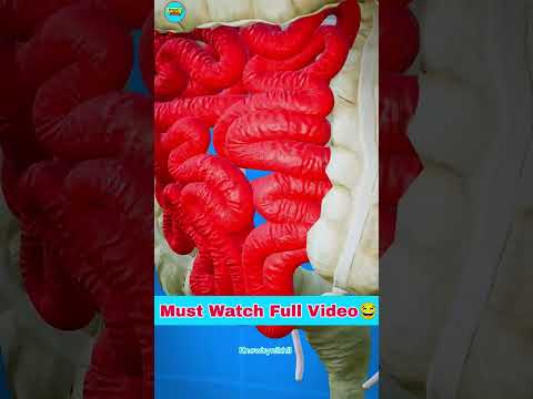 What Is A Hookworm? Explain in 3D Animation #shortvideo