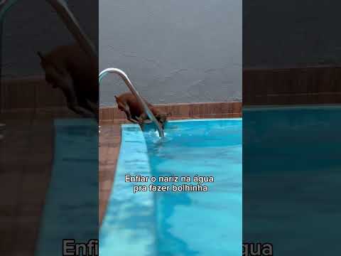 Nadou no balde 😂 #cachorro #dog #jake #pets #piscinaaquecida #cachorros #banhodepiscina