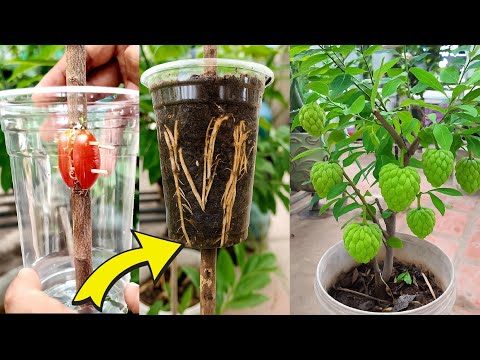 🌿Natural Way To Grow: How to Propagate Custard Apple  Tree with ease