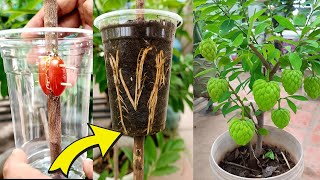 🌿Natural Way To Grow: How to Propagate Custard Apple  Tree with ease