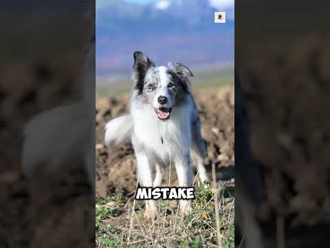 Every summer, dogs die from heatstroke🥲 #dog #pets #viral