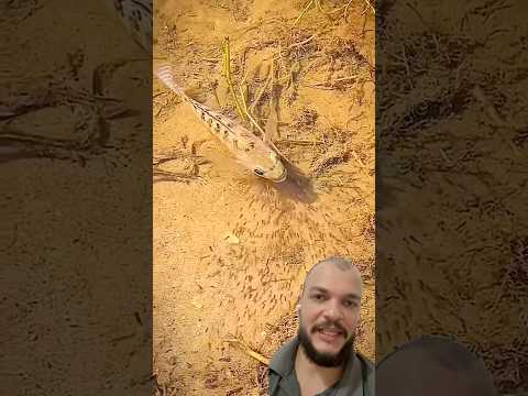 Tilápia recolhendo filhotes #fishing #fish #piscicultura #shortsyoutube #shorts #short #slingshot