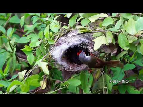 中杜鵑托孵卵--灰頭鷦鶯育雛 - YouTube(35秒)