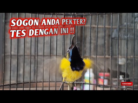 SOGON FIGHTER PASTI BUNYI DENGAR INI !!