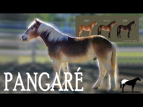 Caballos "Pangaré"  🐴-Del Cerro Soy