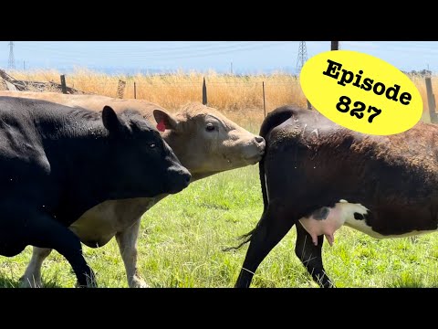 Bull Turnout 2025!