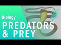 Understanding Predators and Prey