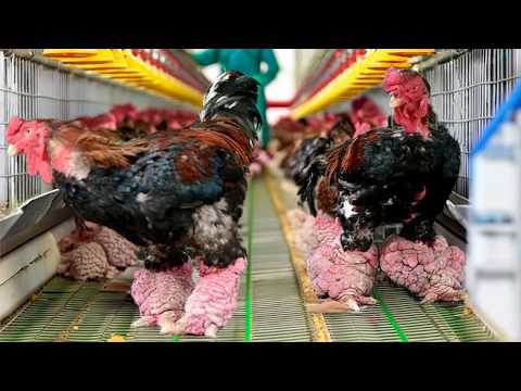 Farming DRAGON CHICKEN - The BIGGEST Legs Chicken | Why Dong Tao Chicken is the Biggest Legs Breed