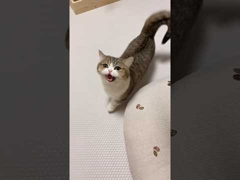 집사 혼내는 고양이 (바미 장군)