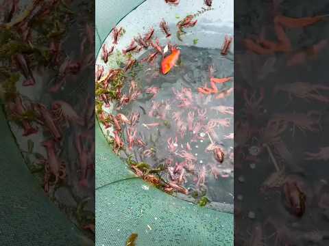 Many red shrimp fish ???Comment who likes to fish... ? #youtubeshorts #fishing #funny