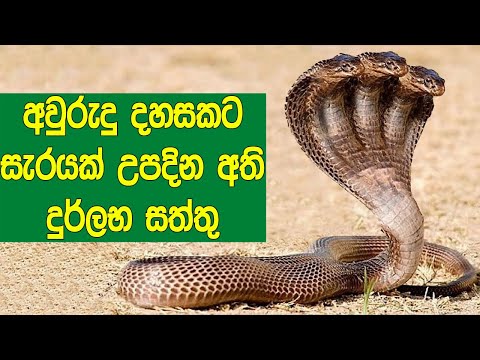 අවුරුදු 1000කට සැරයක් උපදින අති දුර්ලභ සත්තු මෙන්න. | Animals That Only Born In 1000 Years