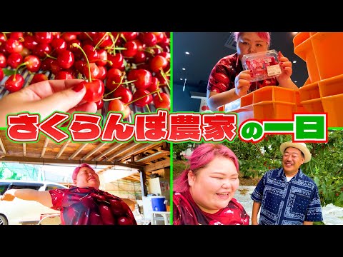 【今が最盛期🍒】大忙し！もう無理！さくらんぼ農家の一日Vlog 【山形県】
