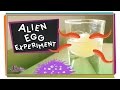 Egg Experiment: Understanding Osmosis and Acids