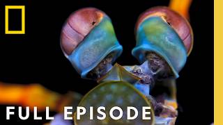 Monsters of the Wild: Wonderfully Weird (Full Episode) | SPECIAL | Nat Geo Animals