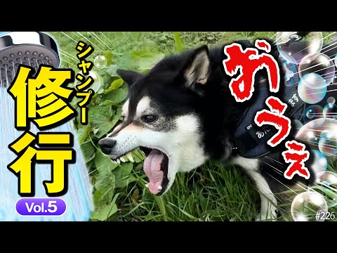 吐き気がとめどない犬。トリミングサロンでシャンプーの修行をする柴犬#05