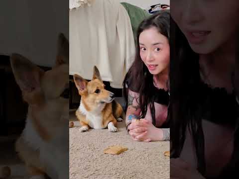 COOKIE CHALLENGE CON MOCHI Y YOSHI #corgi