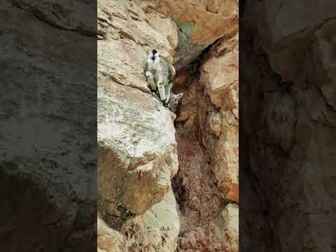 climbing lamb（ For survival）#cliff #bluesheep #wildlife