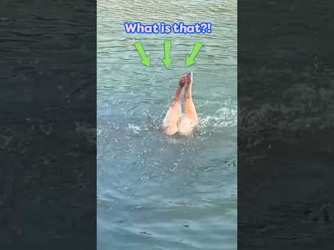 What Is This Diving Dog Looking For? | Dodo Kids