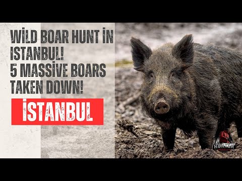 Wild Boar Hunt in Istanbul! 5 Massive Boars Taken Down!