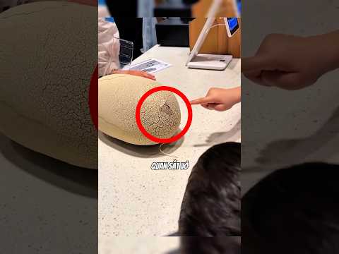 Cậu bé này chứng kiến khoảnh khắc trứng khủng long nở 🥚🦖