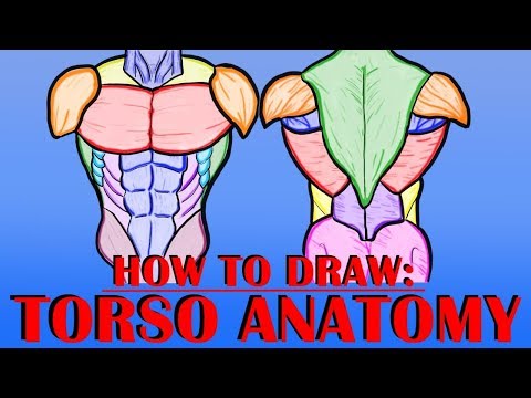 How To Draw: Torso Anatomy - TUTORIAL