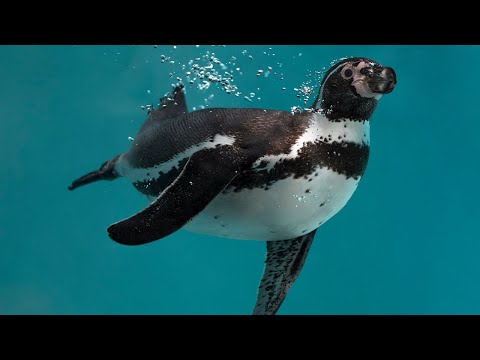 HUMBOLDT PENGUINS: Current riders | Oceana