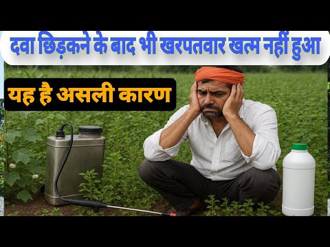 Herbicide डालने के बाद भी खरपतवार क्यों नहीं मरते? जानिए असली वजह | Weed Control Tips
