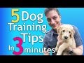 Dog Training Concepts and Strategies