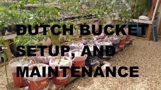 DUTCH BUCKET SETUP, AND MAINTENANCE