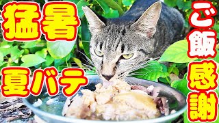 猛暑で夏バテ気味の猫たちにご飯をあげると・・・ さくらねこたちへのエサやり タイガくん トラくん