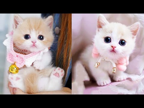 Baby Cats - Cute and Funny Cat Videos Compilation #41 | Aww Animals