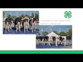 Evaluating Holstein Cow Judging Criteria